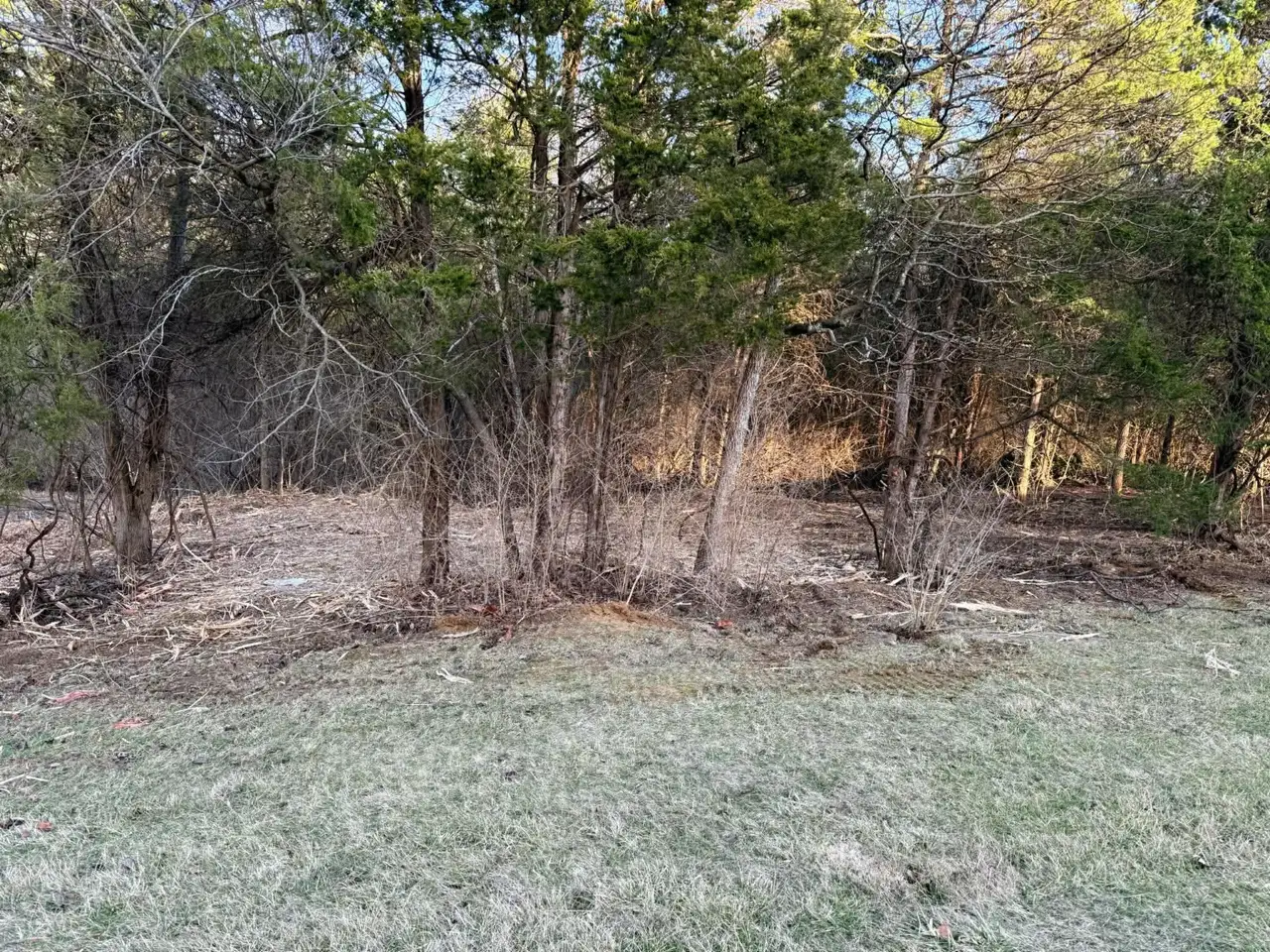 Selective clearing preserving mature trees