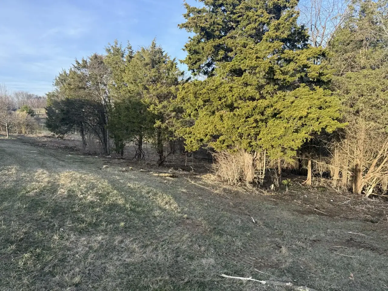 After: Overgrown Cedar Line Thinning