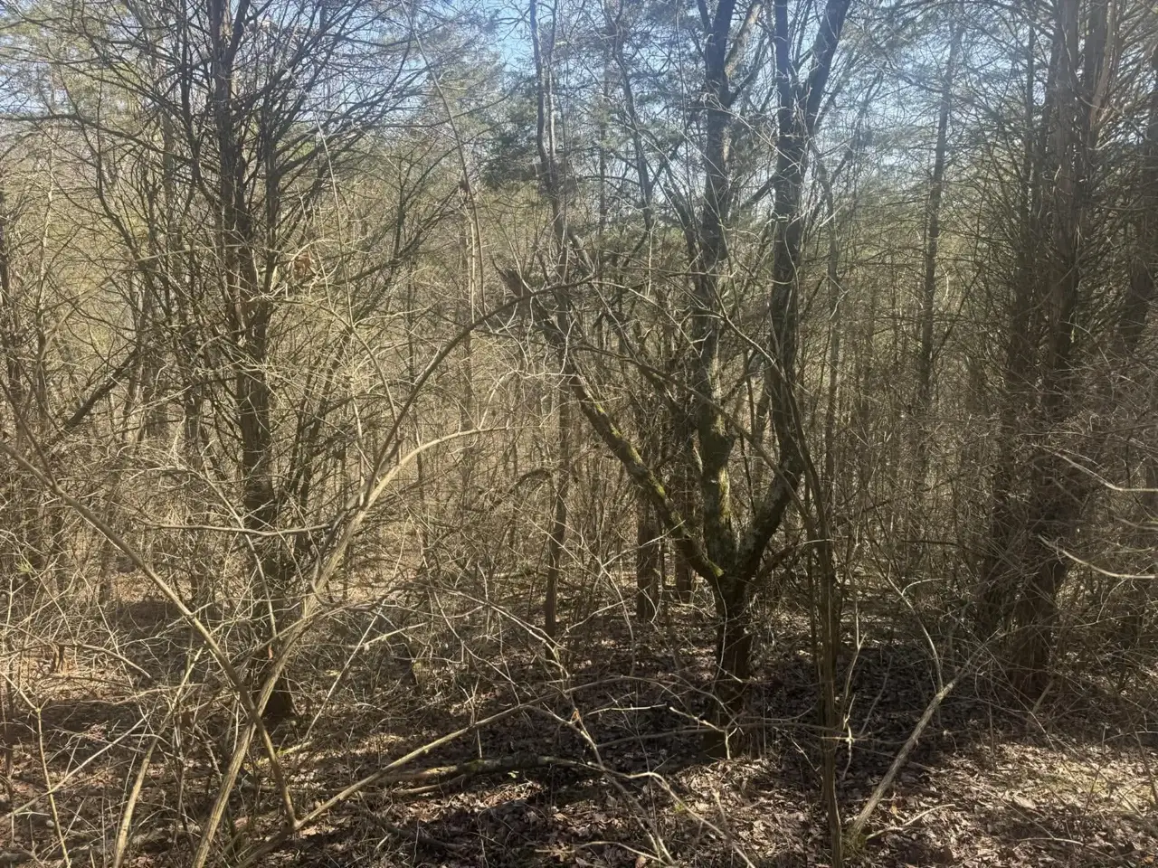Saplings and vines choking the understory