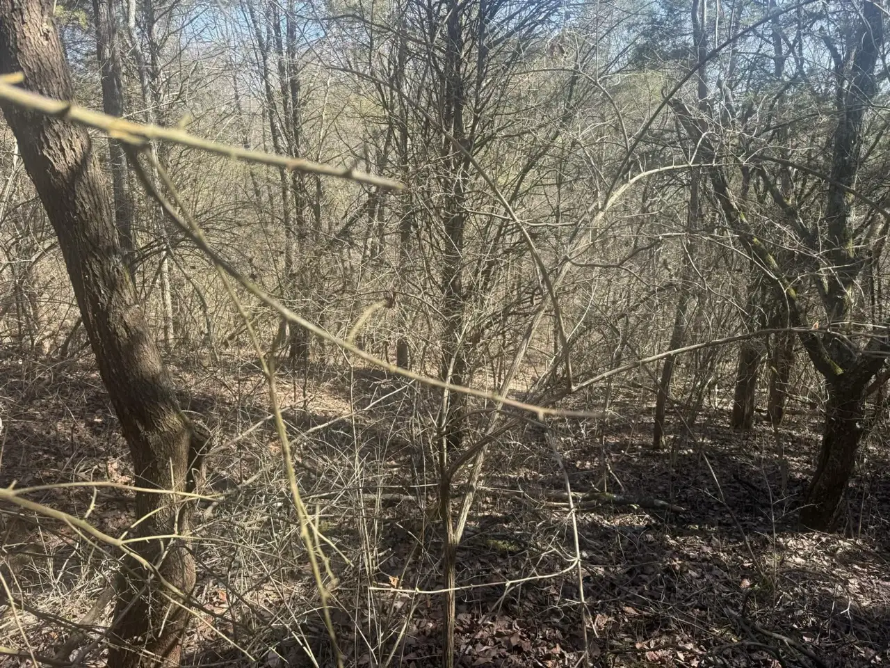 Tangled understory before clearing