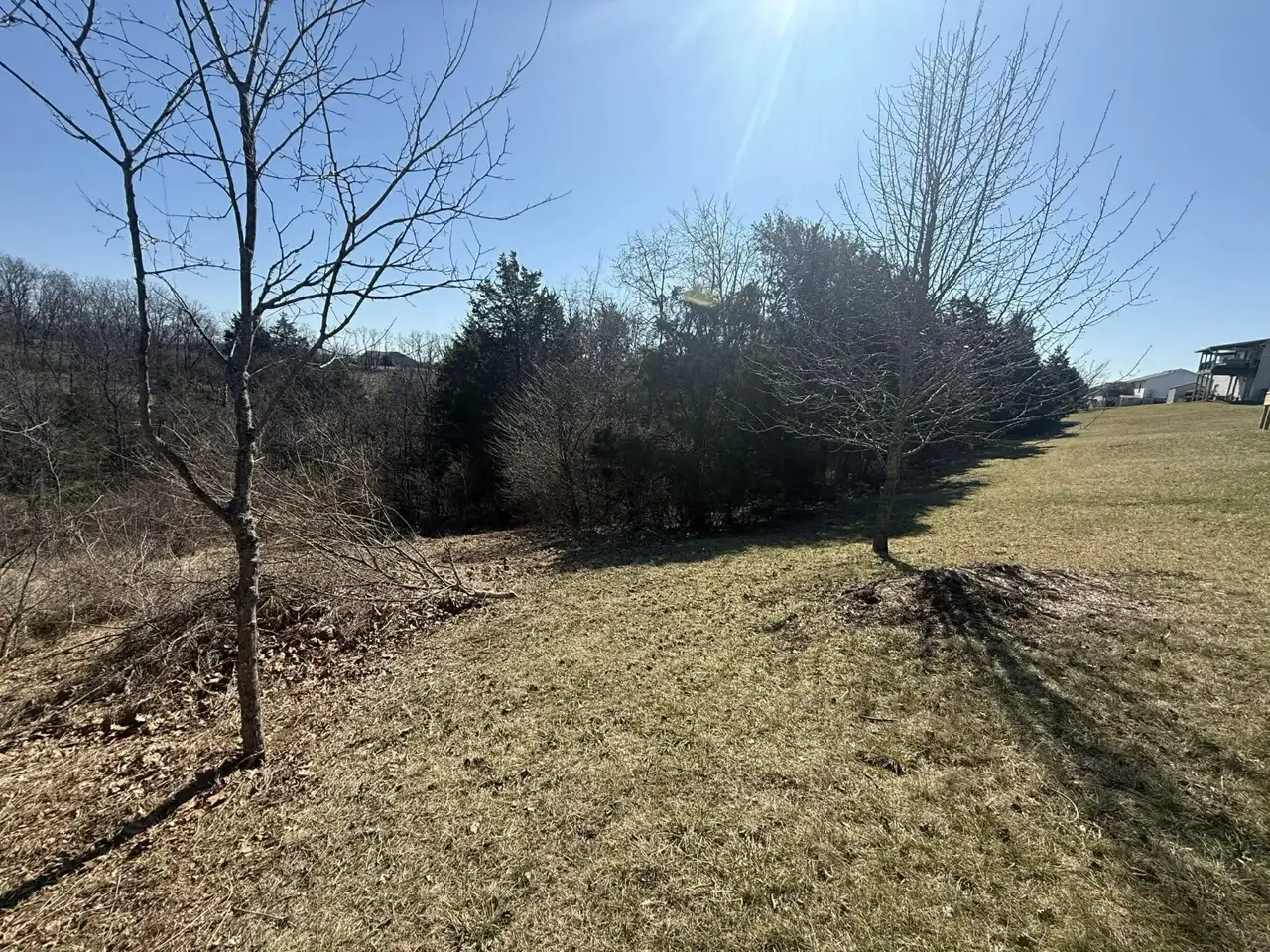 Overgrown yard treeline before clearing