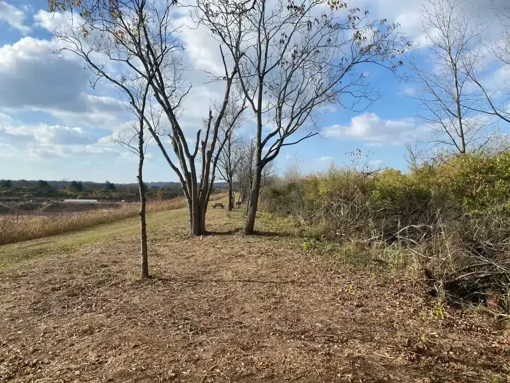 5 Signs Your Property Needs Professional Land Clearing